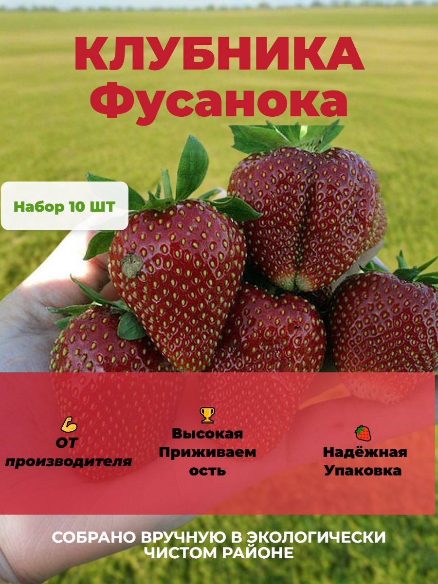 Урожай клубники Кимберли