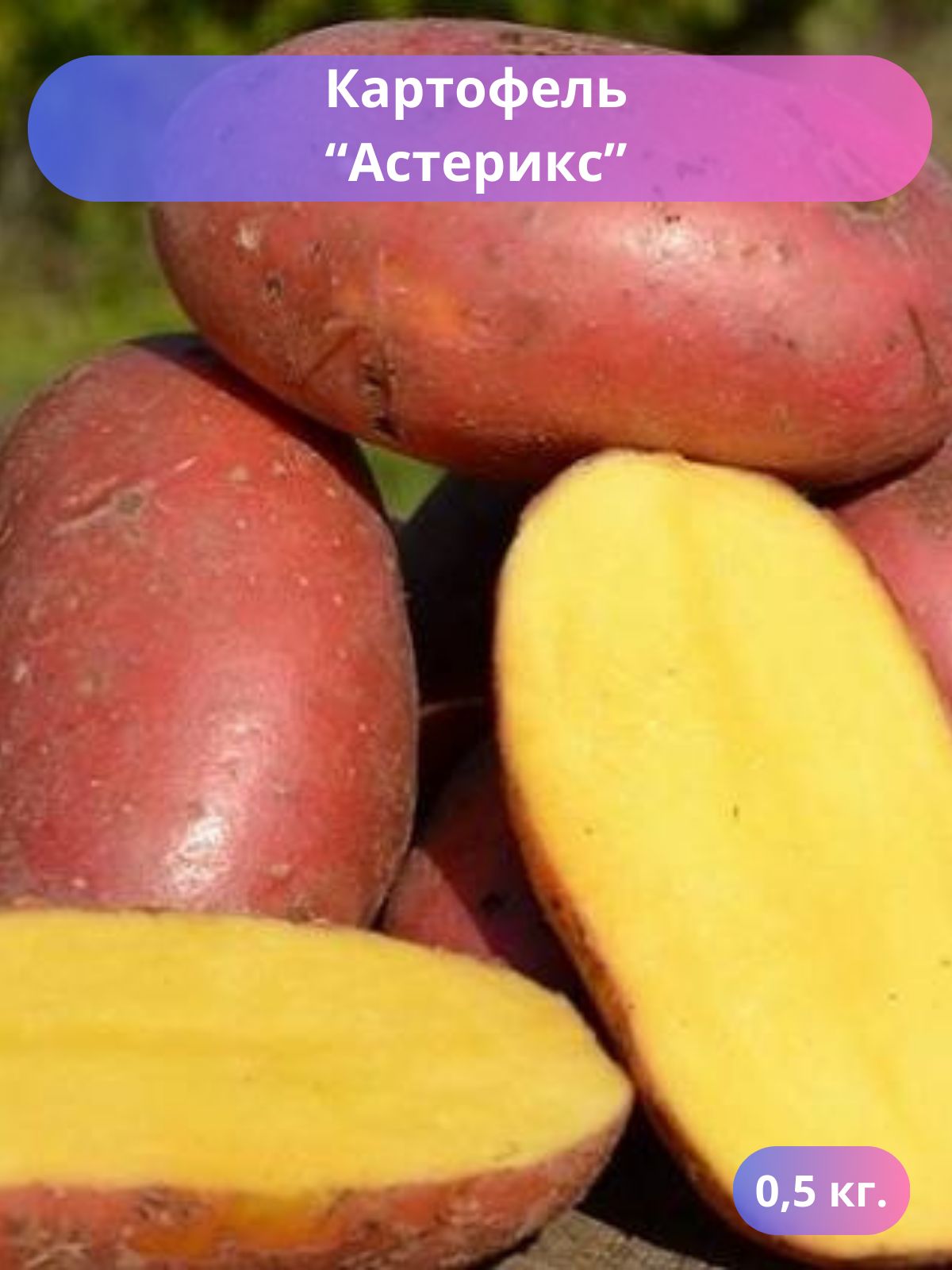 Клубни картофеля сорта Ривьера