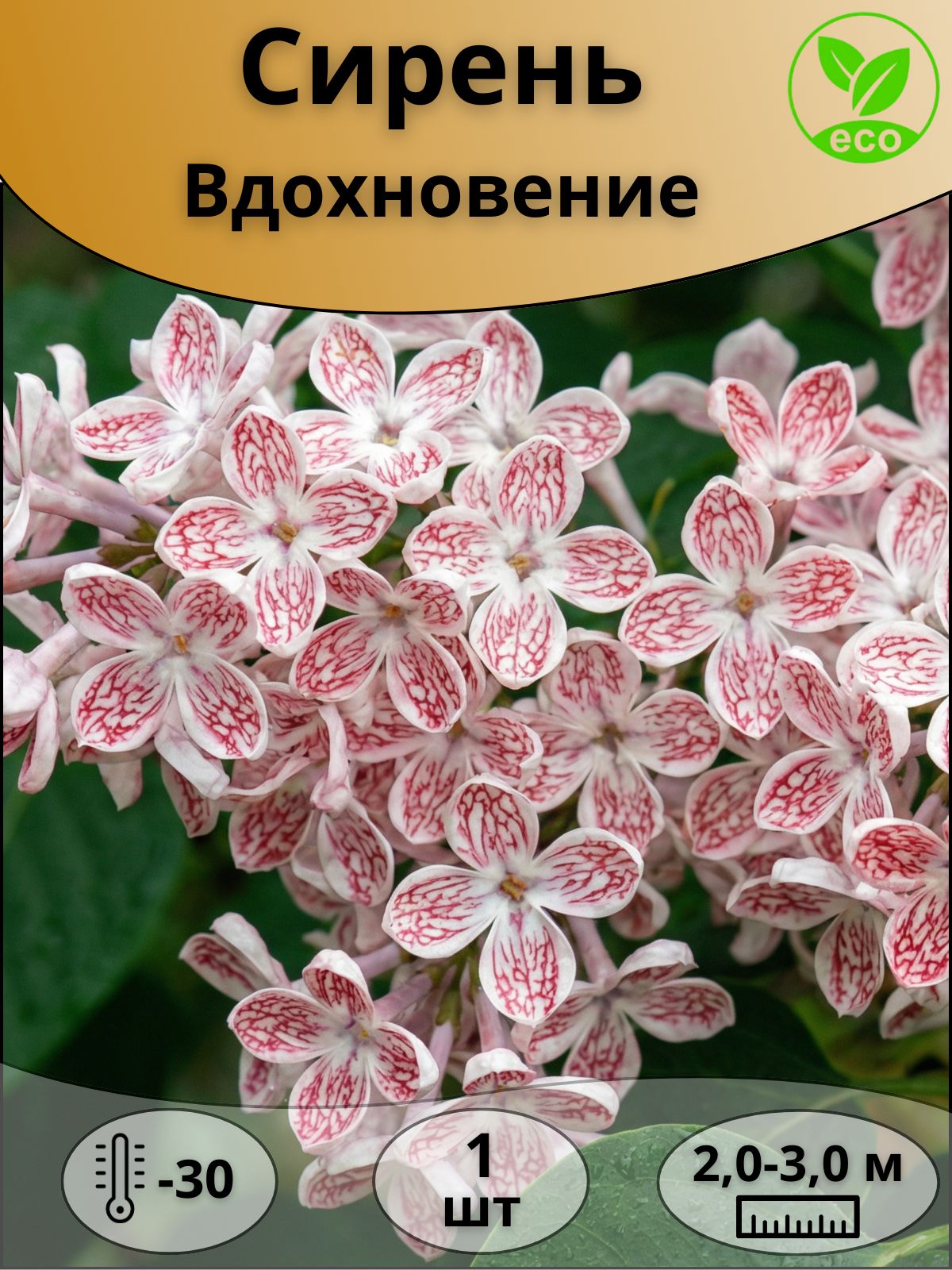 СиреньВдохновение1шт