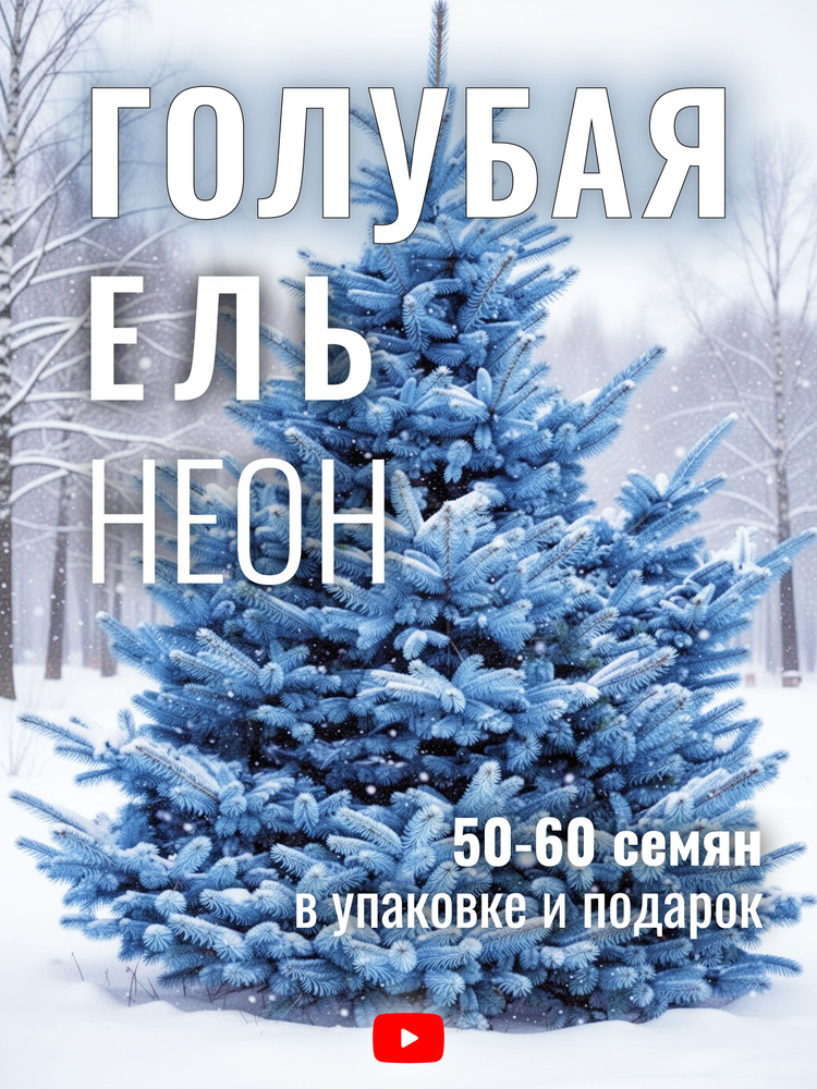 Ель Голубая Неон, Семена, 50 шт #1