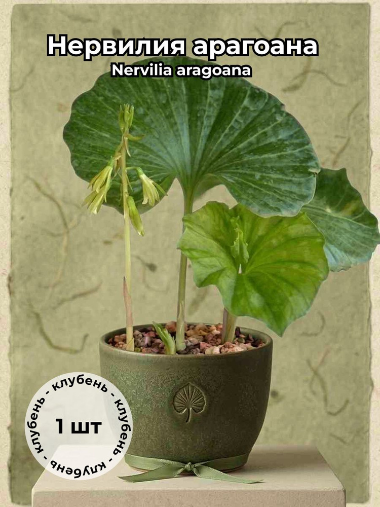 Нервилия арагоана (Nervilia aragoana) клубень 1 штука #1