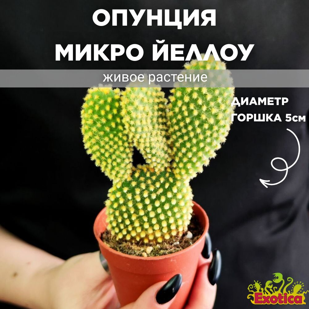 Опунция Микродазис Йеллоу (Opuntia Microdasys Yellow) D5см #1