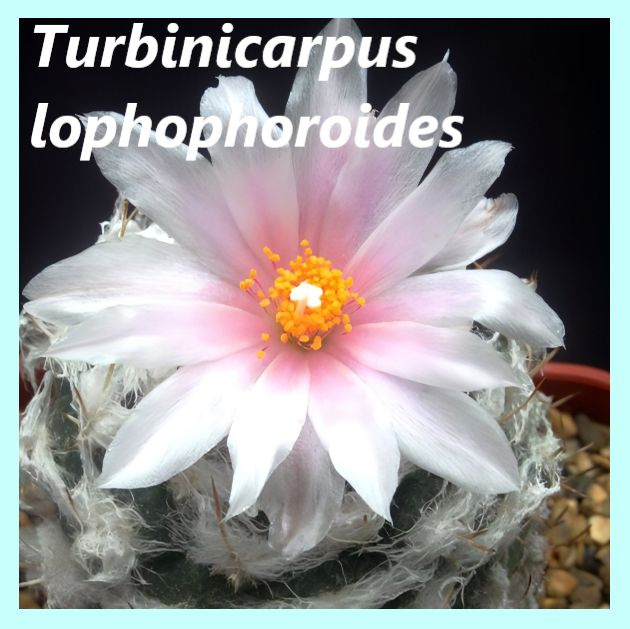 Семена кактуса турбиникарпус - Turbinicarpus lophophoroides (10 шт.) #1