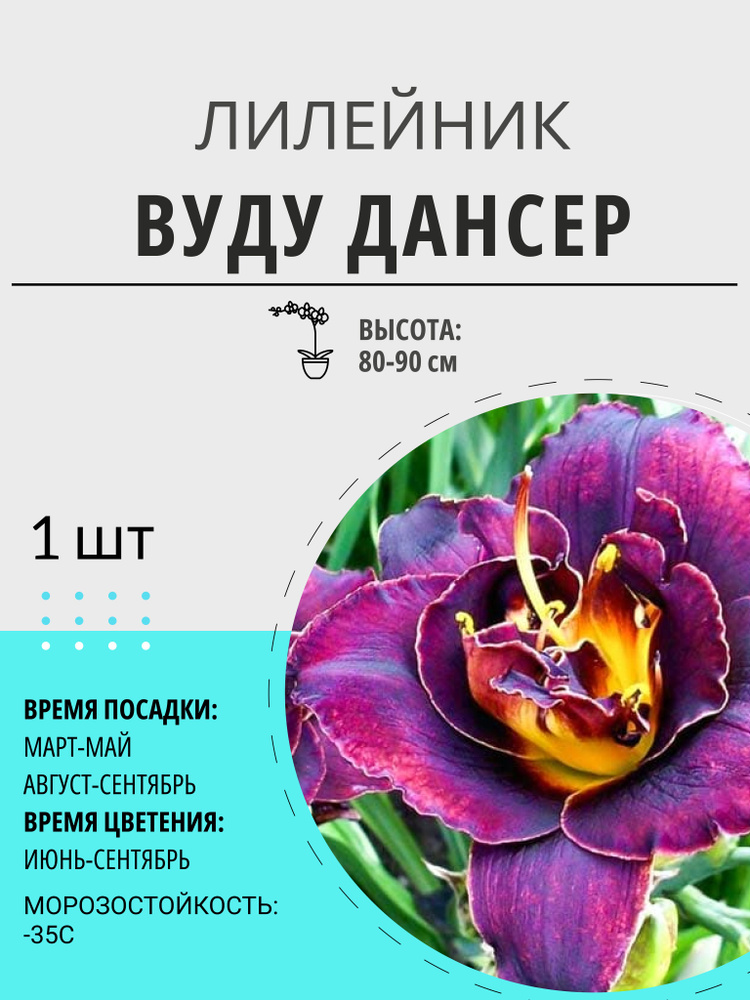 Саженец лилейника, корневище, многолетние цветы для дома и дачи  #1