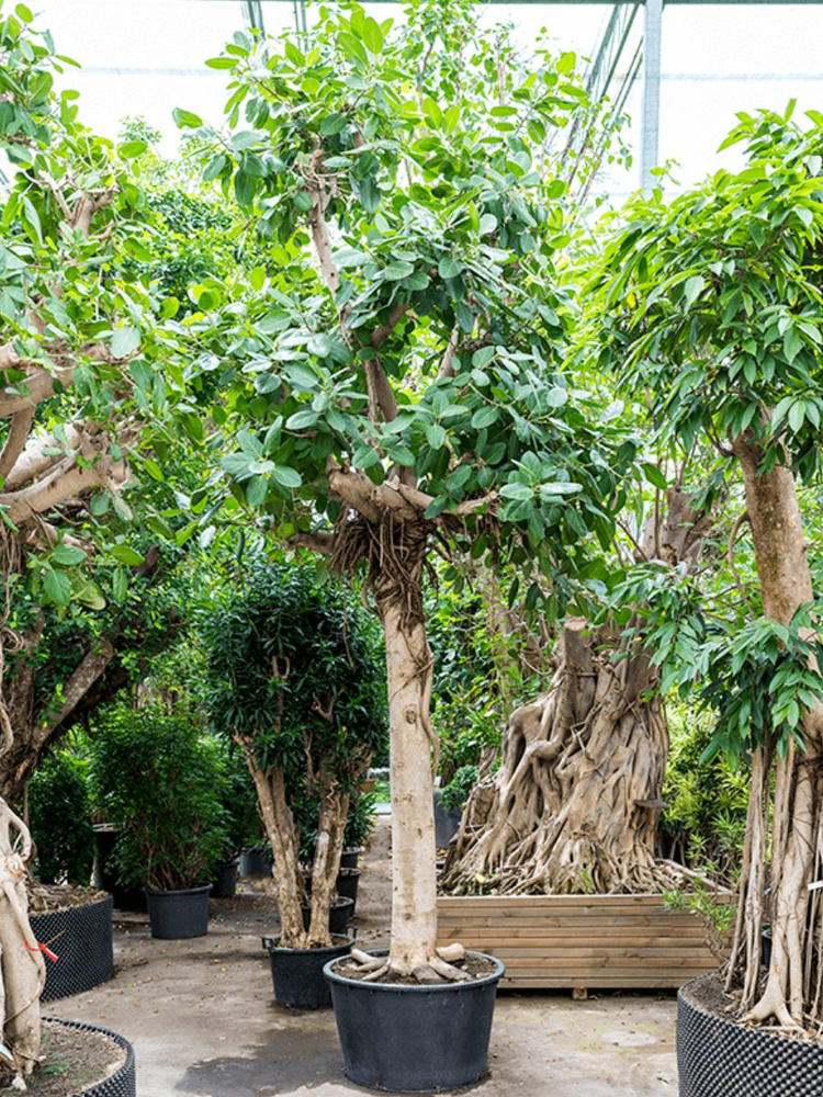 Семена Фикус бенгальский (Ficus benghalensis), 10 штук #1