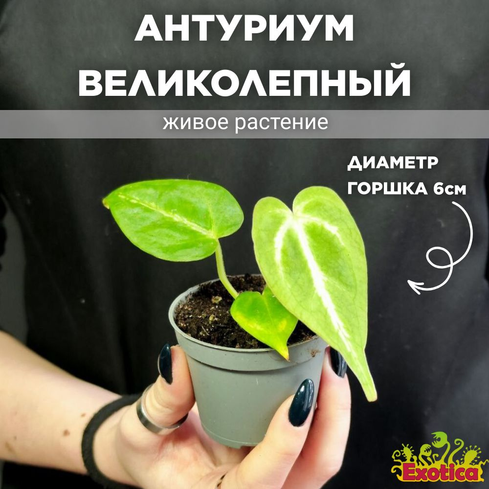 Антуриум Великолепный (Anthurium Magnificum) D6см