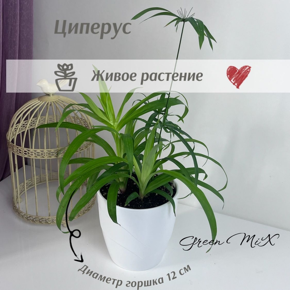 Циперус, цвет (Cyperus) , 12 см