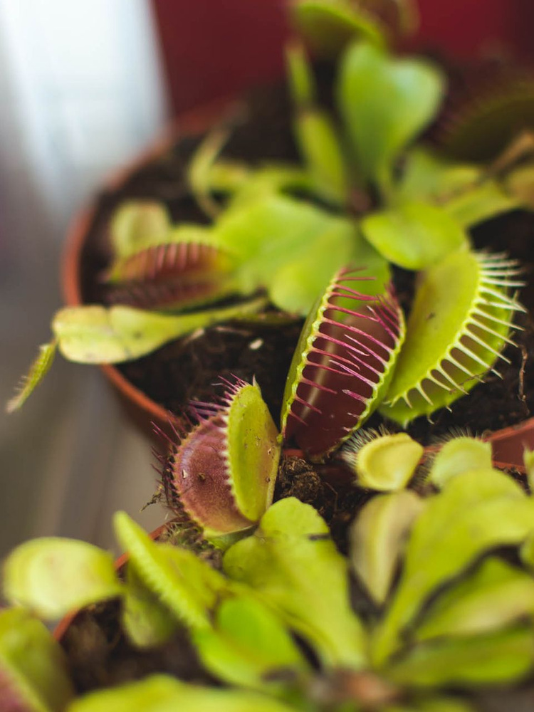 Венерина Мухоловка (Dionaea Muscipula) купить на OZON по низкой цене ...