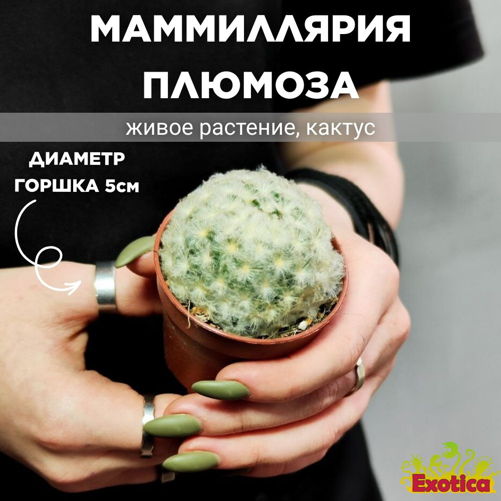 Маммиллярия Плюмоза (Mammillaria Plumosa) D5см, ЖИВОЙ КАКТУС #1