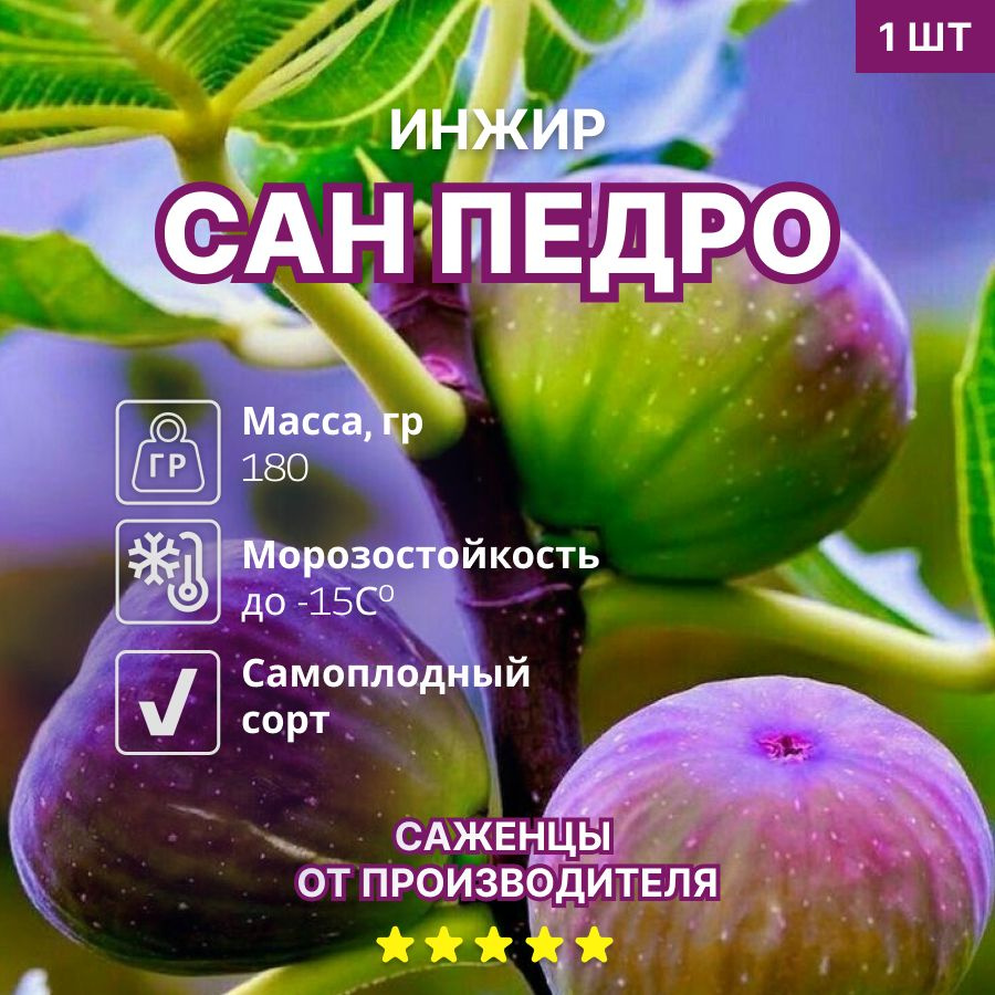 Инжир Сан Педро #1