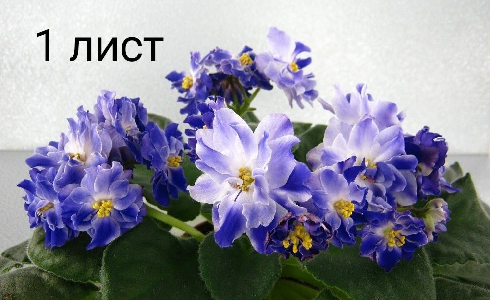 Комнатные растения, 1 шт - купить по выгодной цене в интернет-магазине ...