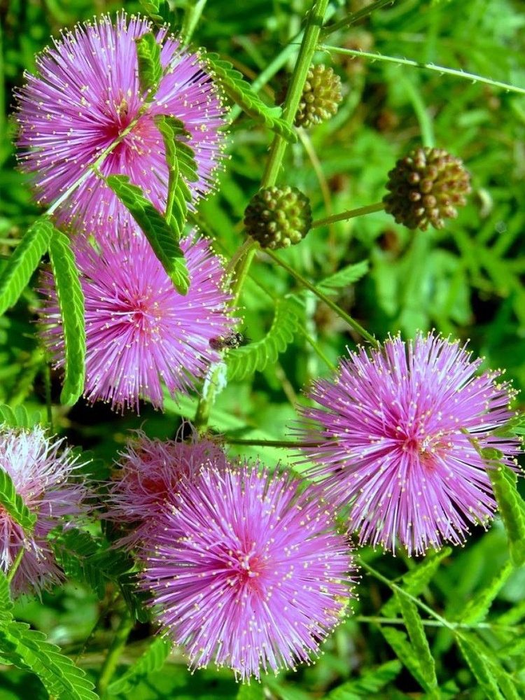 Семена Мимоза стыдливая (Mimosa pudica), 40 штук #1