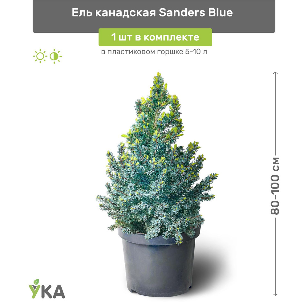 Ель канадская Sanders Blue (Сандерс Блю) 80-100 см в пластиковом горшке 5-10 л, саженец, хвойное живое #1