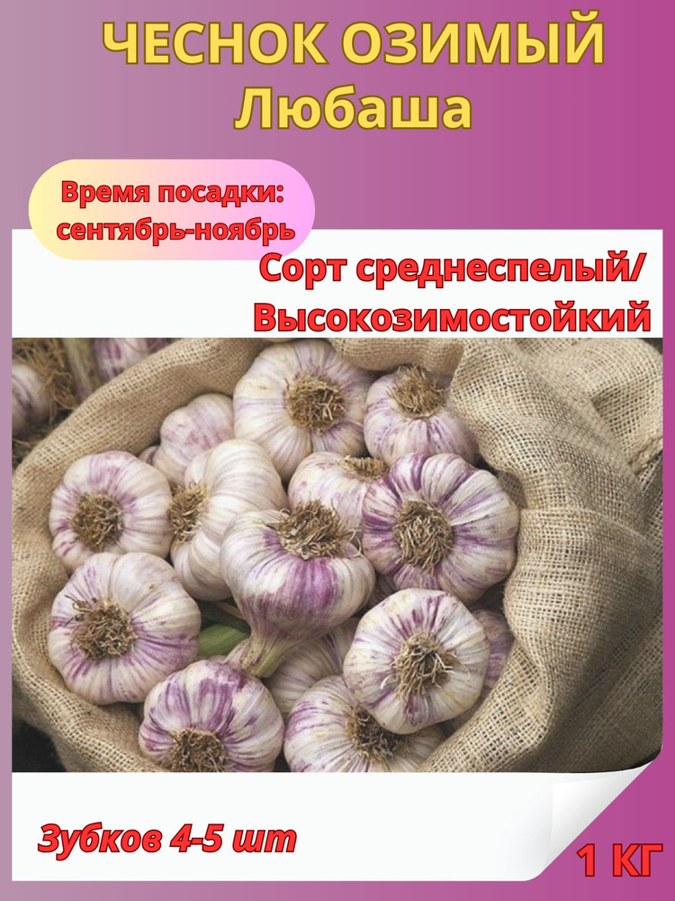 Чеснок на посадку Любаша, озимый многолетний 1 кг #1