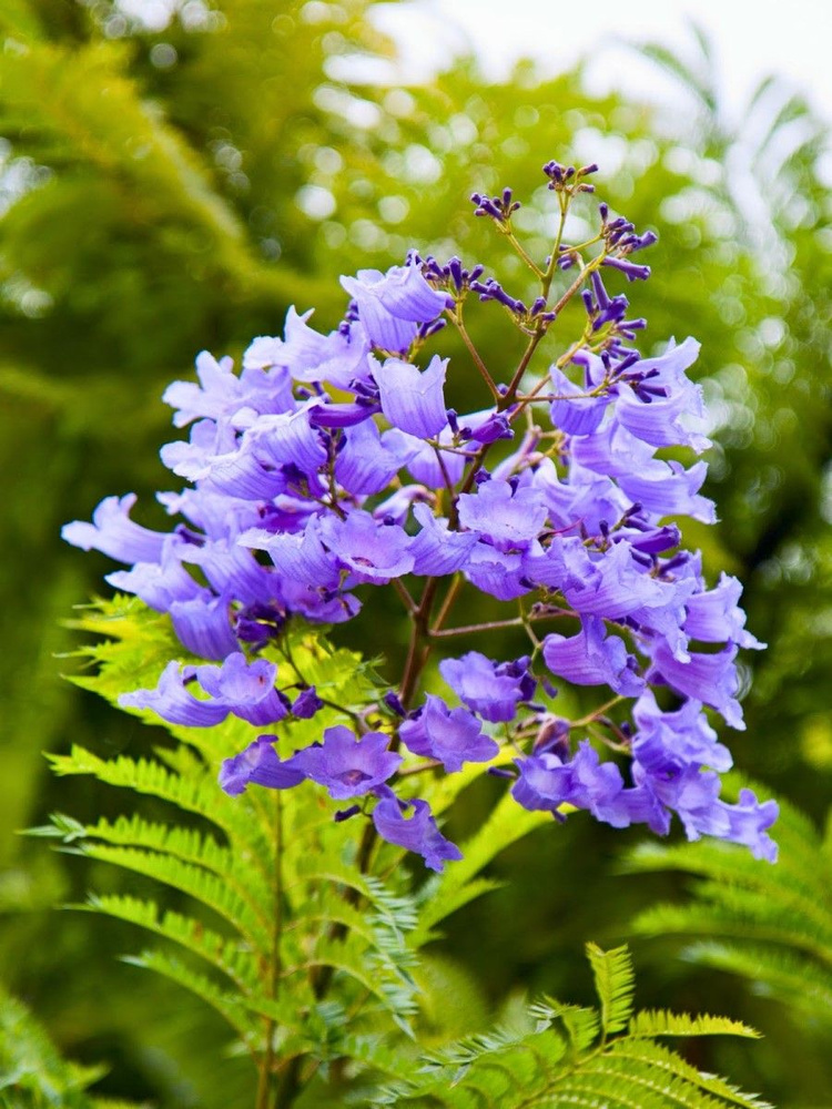 Семена Жакаранда мимозолистная (Jacaranda mimosifolia), 15 штук #1