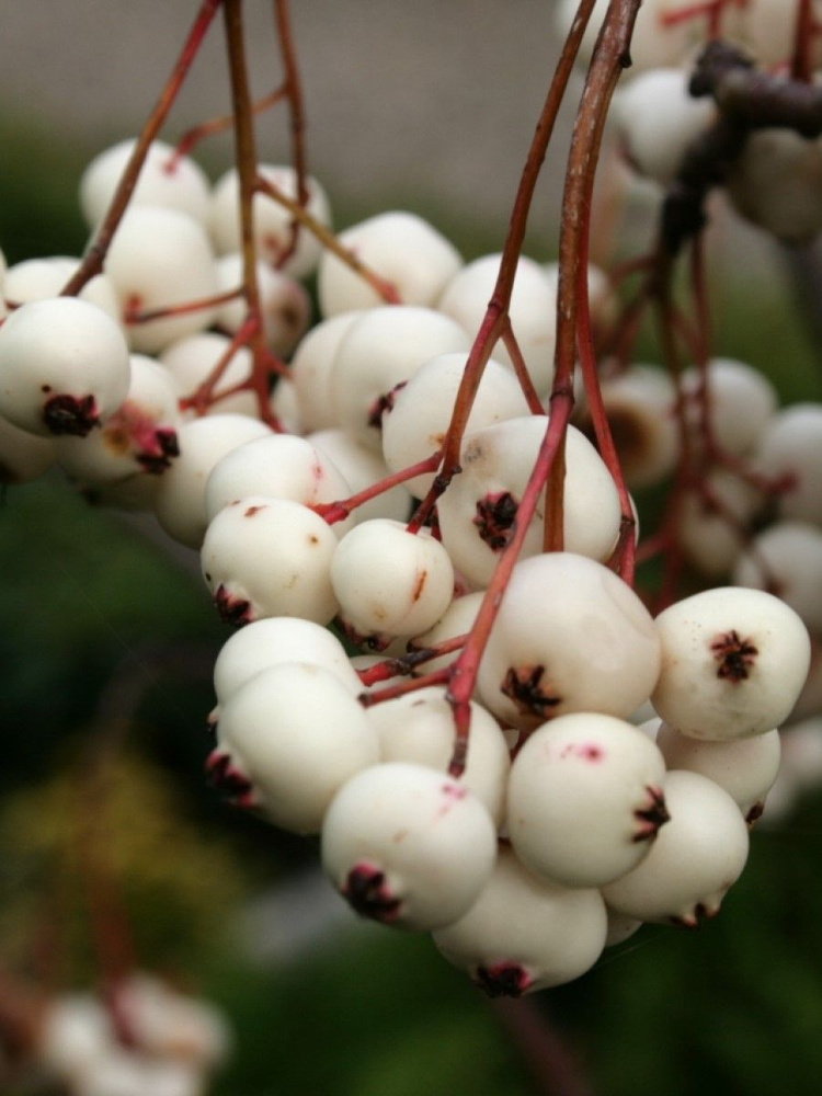 Семена Рябина Кёне (Sorbus koehneana), 10 штук #1