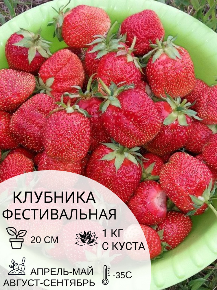 Клубника Фестивальная, саженцы ягодных кустарников крупноплодные и ремонтантные  #1