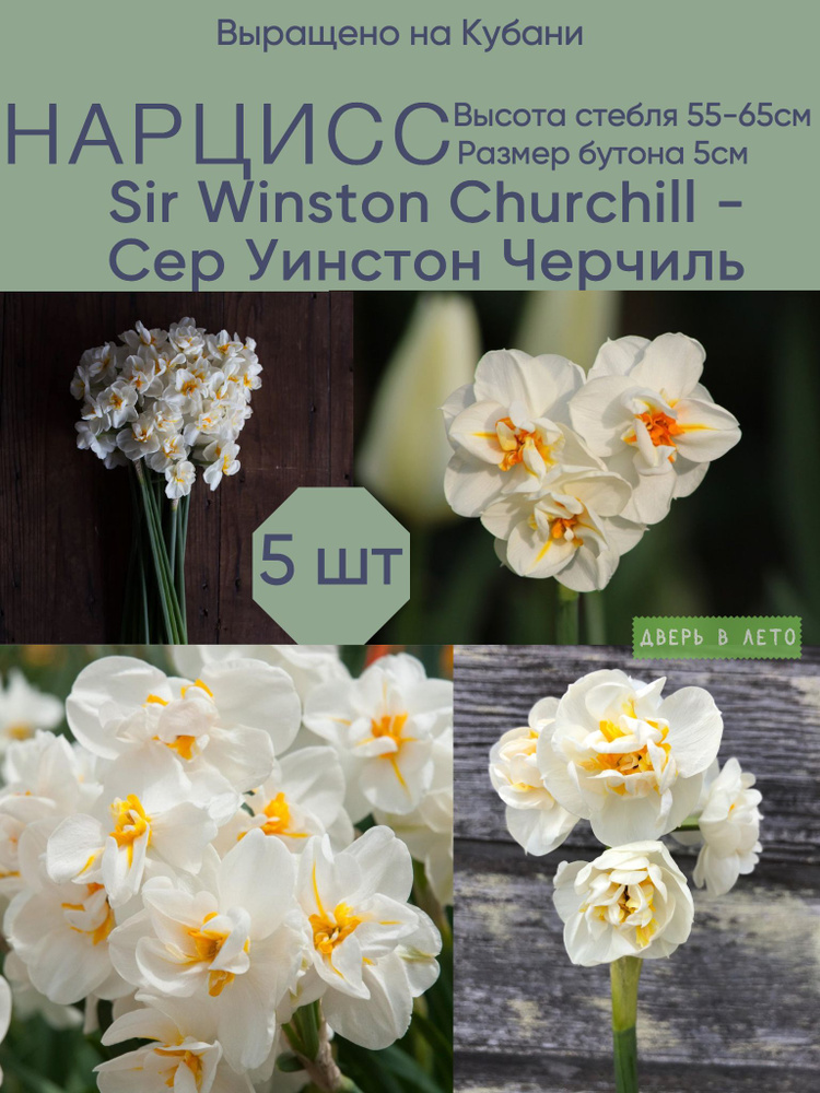 Нарцисс Сэр Уинстон Черчилль Sir Winston Churrchill махровый кустовой нарцисс 5шт в упаковке  #1