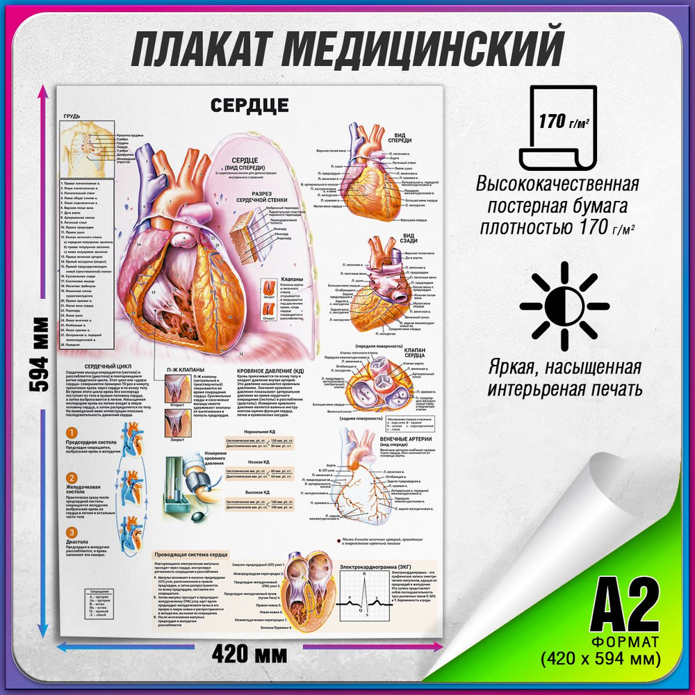 Информационный медицинский плакат "Сердце человека" / А-2 (42x60 см.)  #1