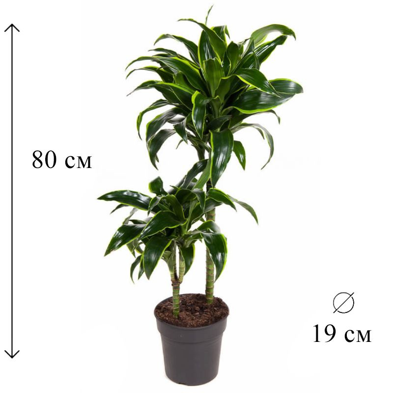 Драцена Дорадо 2 ств 19/80 CF #1