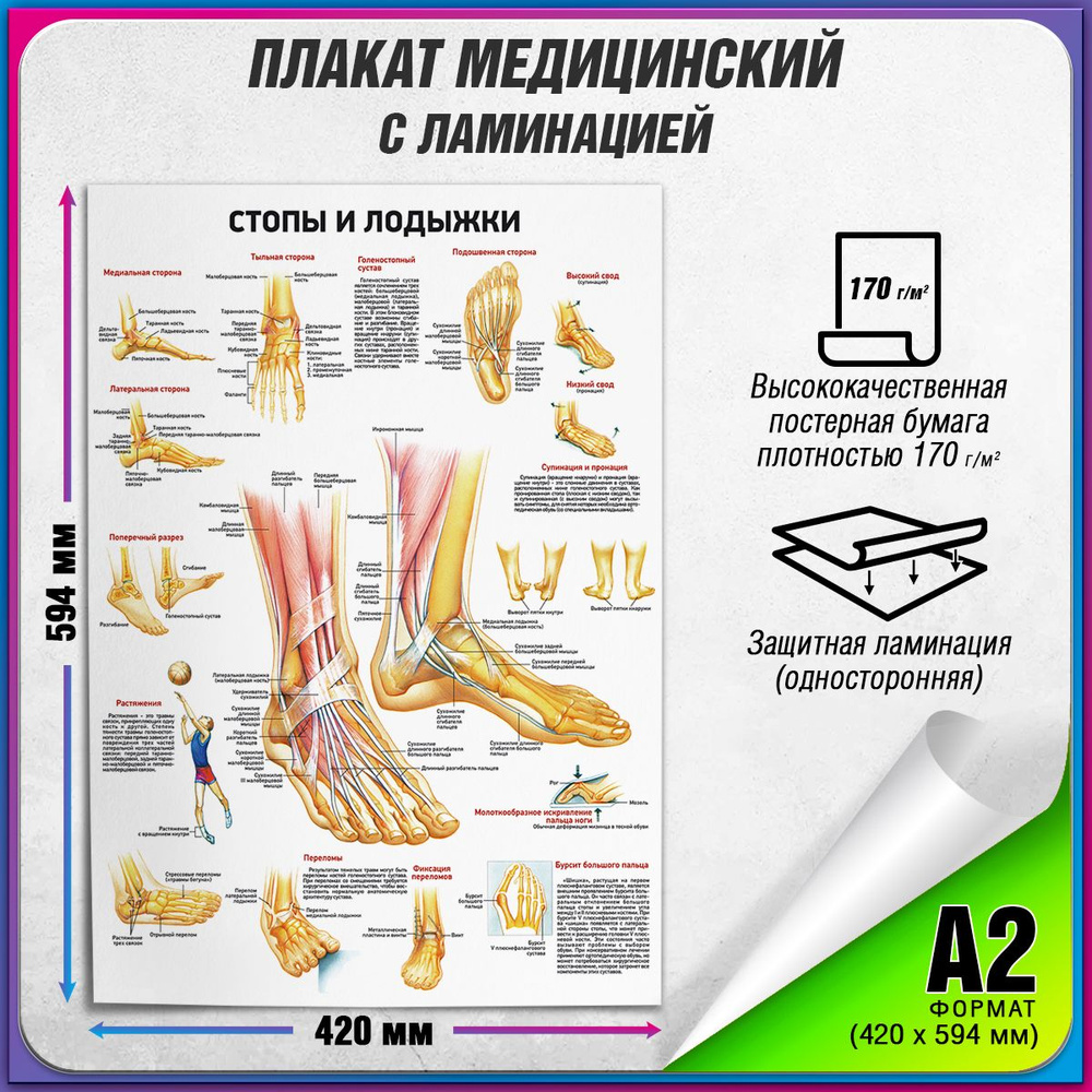 Информационный медицинский плакат "Стопы и лодыжки" / ламинированный / А-2 (42x60 см.)  #1