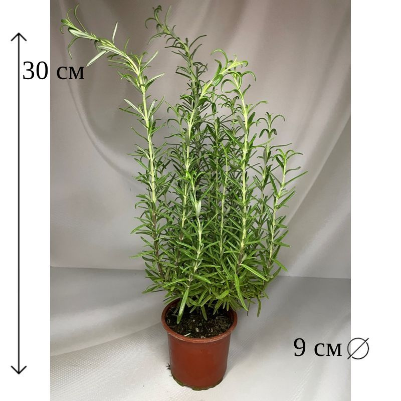 Розмарин в горшке D-9 см живое растение #1