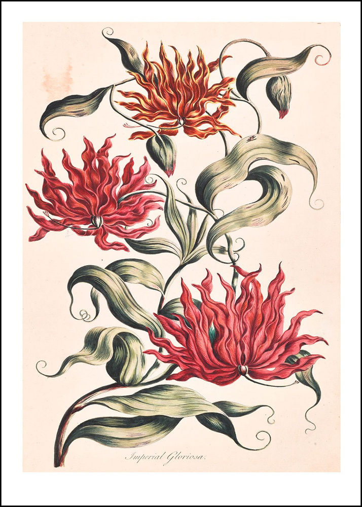 Retrographika Постер "цветы - exoticbotany011.A3", 42 см х 30 см #1