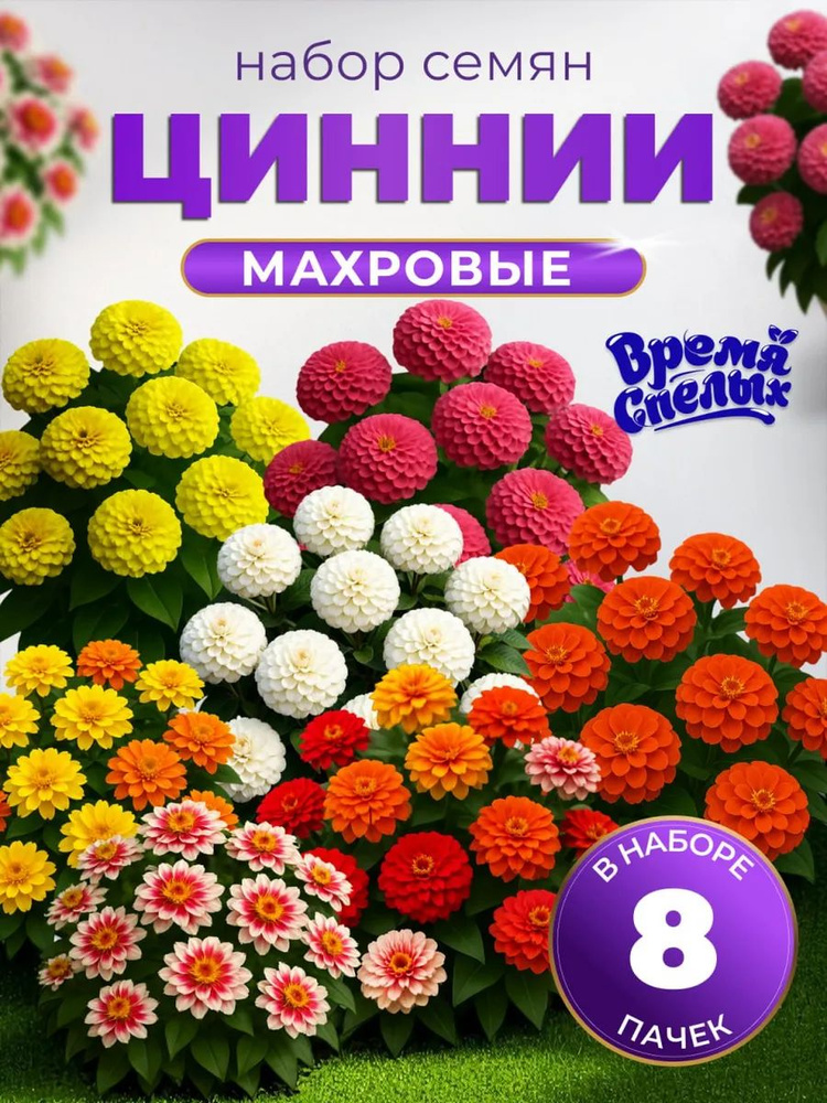 Семена цветов Циния низкорослая семена захара, 8 шт. #1