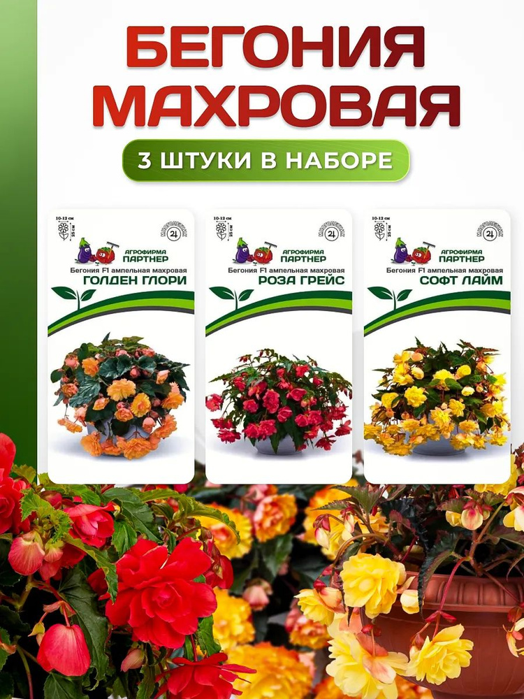 Набор семян: Бегония махровая - Голден глори, Роза грейс, Софт лайм #1
