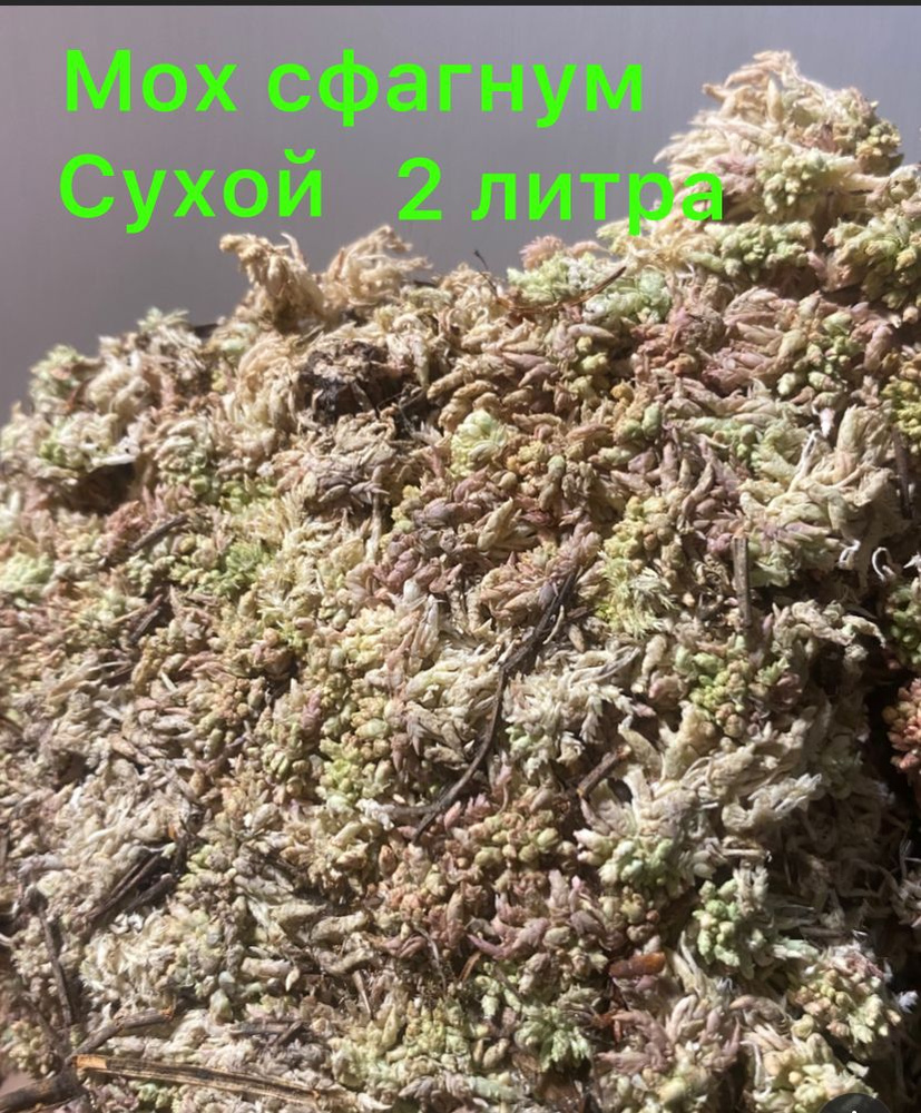Мох #1