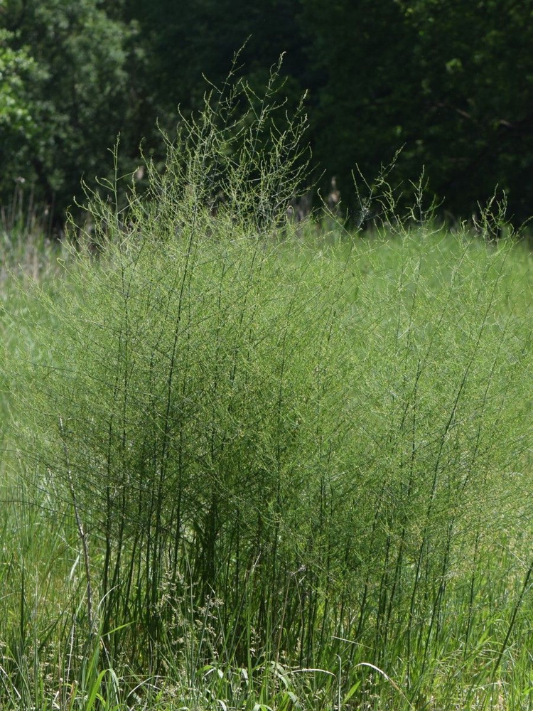 Семена Спаржа лекарственная (Asparagus officinalis), 10 штук #1