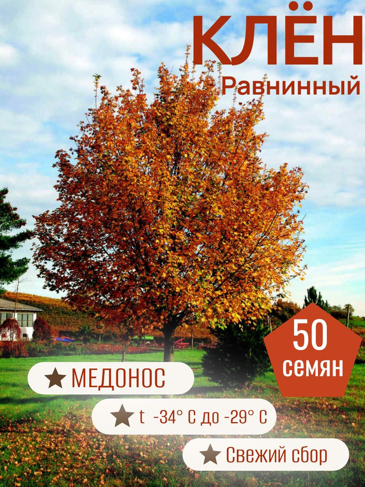 Семена ,50шт #1