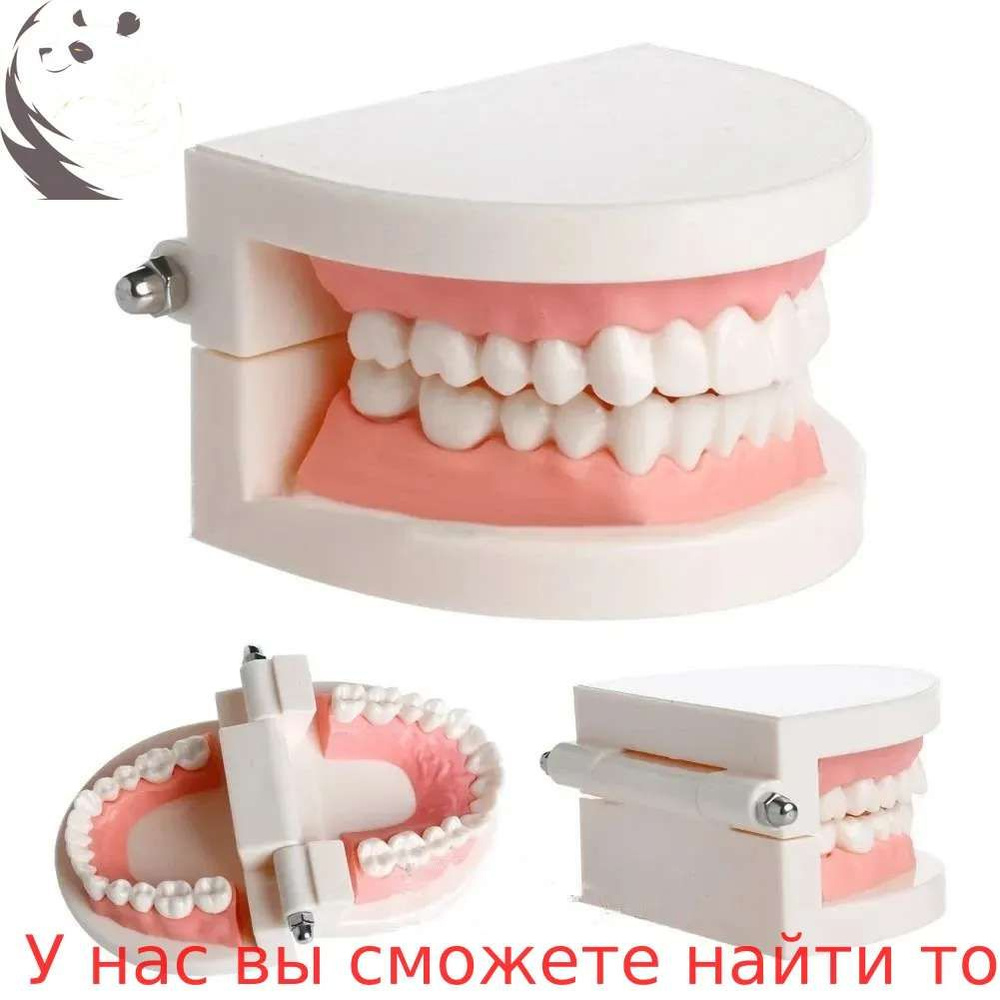 Анатомическая модель #1