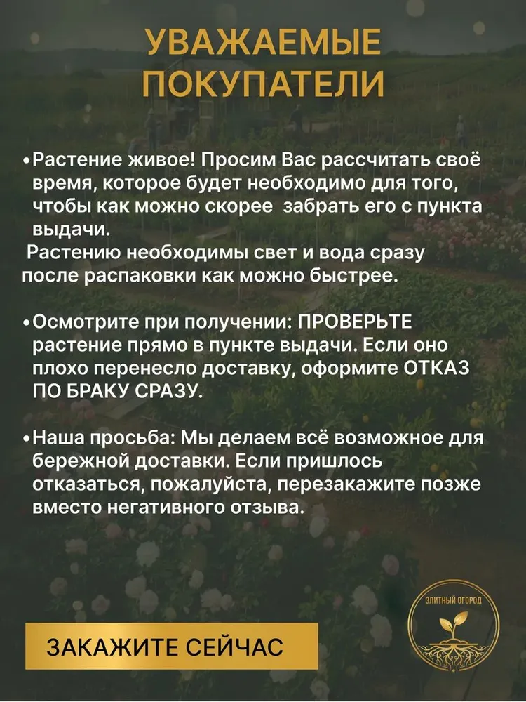 Саженцы Розы флорибунда Кимоно, вариант, фото 6