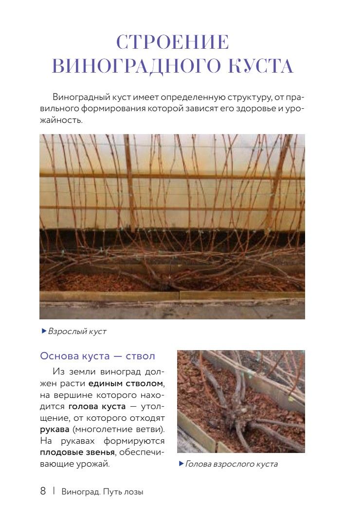 Виноград. Путь лозы. Шпаргалка-трекер: от черенка до грозди | Grapevines. The Path of the Vine. A Handbook-Tracker - Ozon image 7