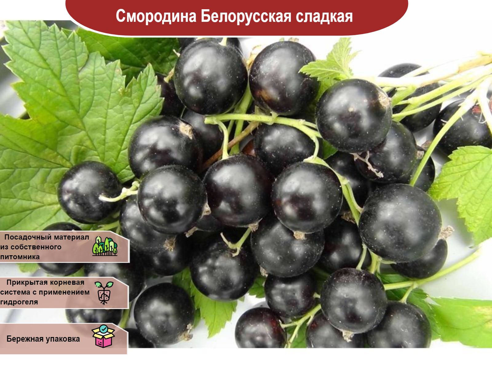 Смородина сорт Нина