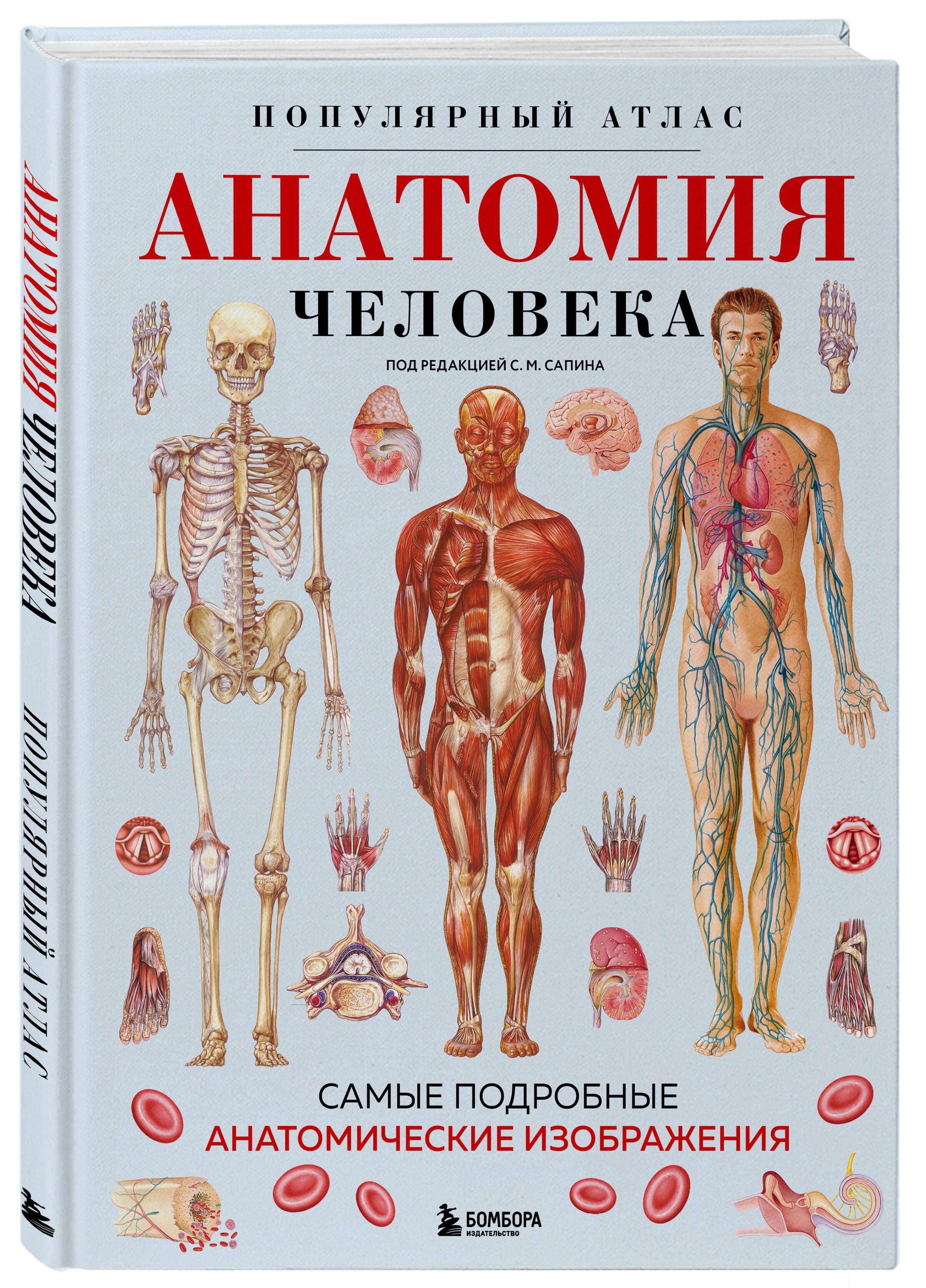 Анатомия человека. Популярный атлас. Самые подробные анатомические изображения | ANATOMY CHARTS - Ozon image 3