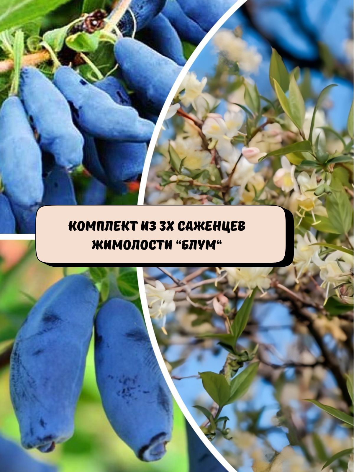 Комплектиз3хсаженцевжимолости"Блум"саженцы3шт.