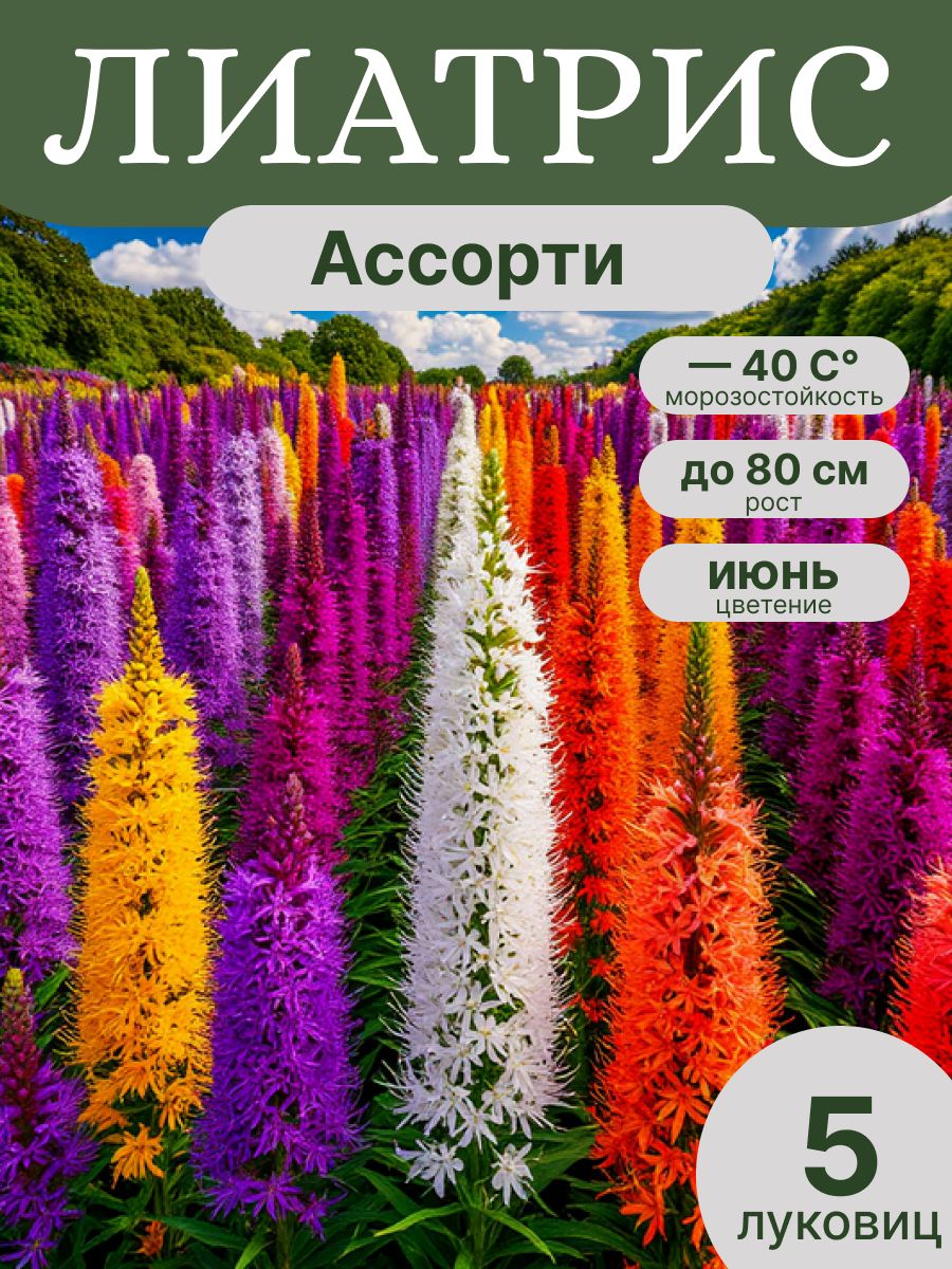 ЛиатрисколосковыйлуковицымноголетниесортАссорти-25шт,СадНадежды
