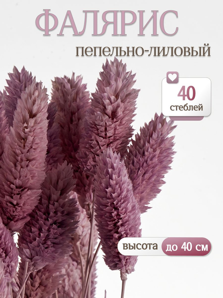 Сухоцветы Фалярис пепельно-лиловый, сухоцветы для вазы и интерьера #1