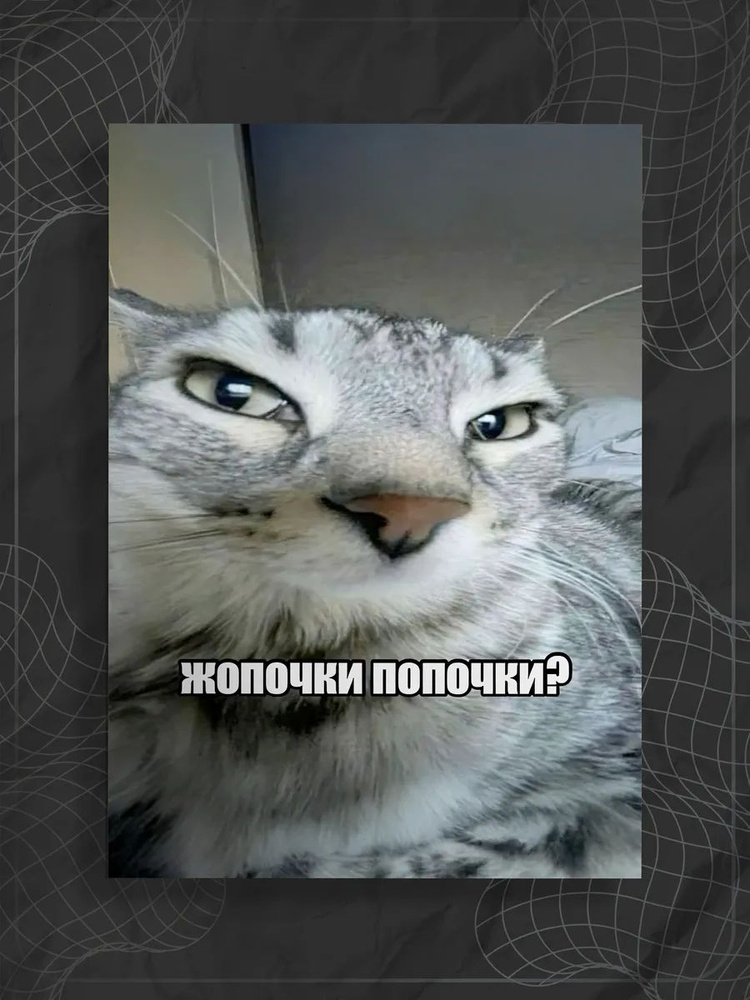Постер "Мем кот" #1