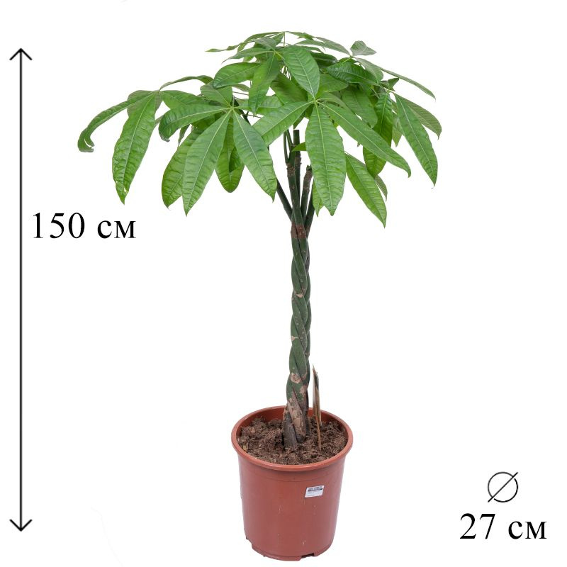 Пахира Акватика D-27 H-150 см, 27 дм, 1 шт - купить по выгодной цене в ...