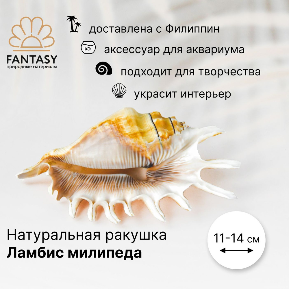 Натуральная морская ракушка FANTASY Ламбис милипеда 1 шт. 11-14 см - купить  с доставкой по выгодным ценам в интернет-магазине OZON (337440163)