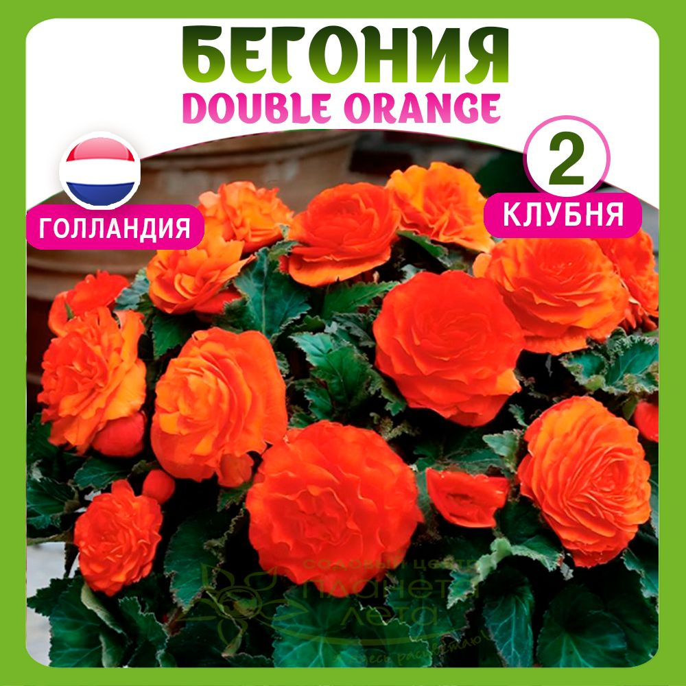 Бегония луковицы для посадки многолетние Double Orange (x2)