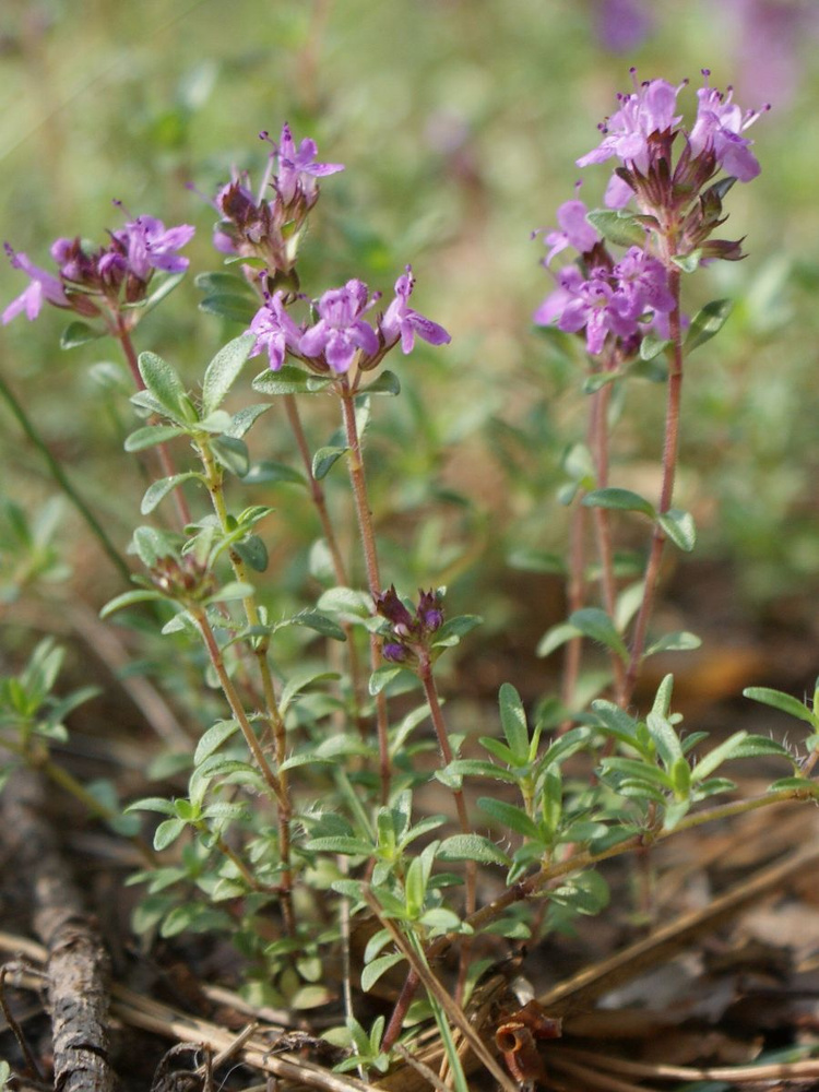 Семена Тимьян ползучий Чабрец (Thymus serpyllum), 40 штук #1