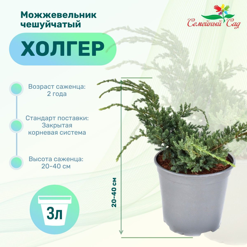 Можжевельник чешуйчатый Холгер H-20-40 V-3 ltr - купить с доставкой по ...