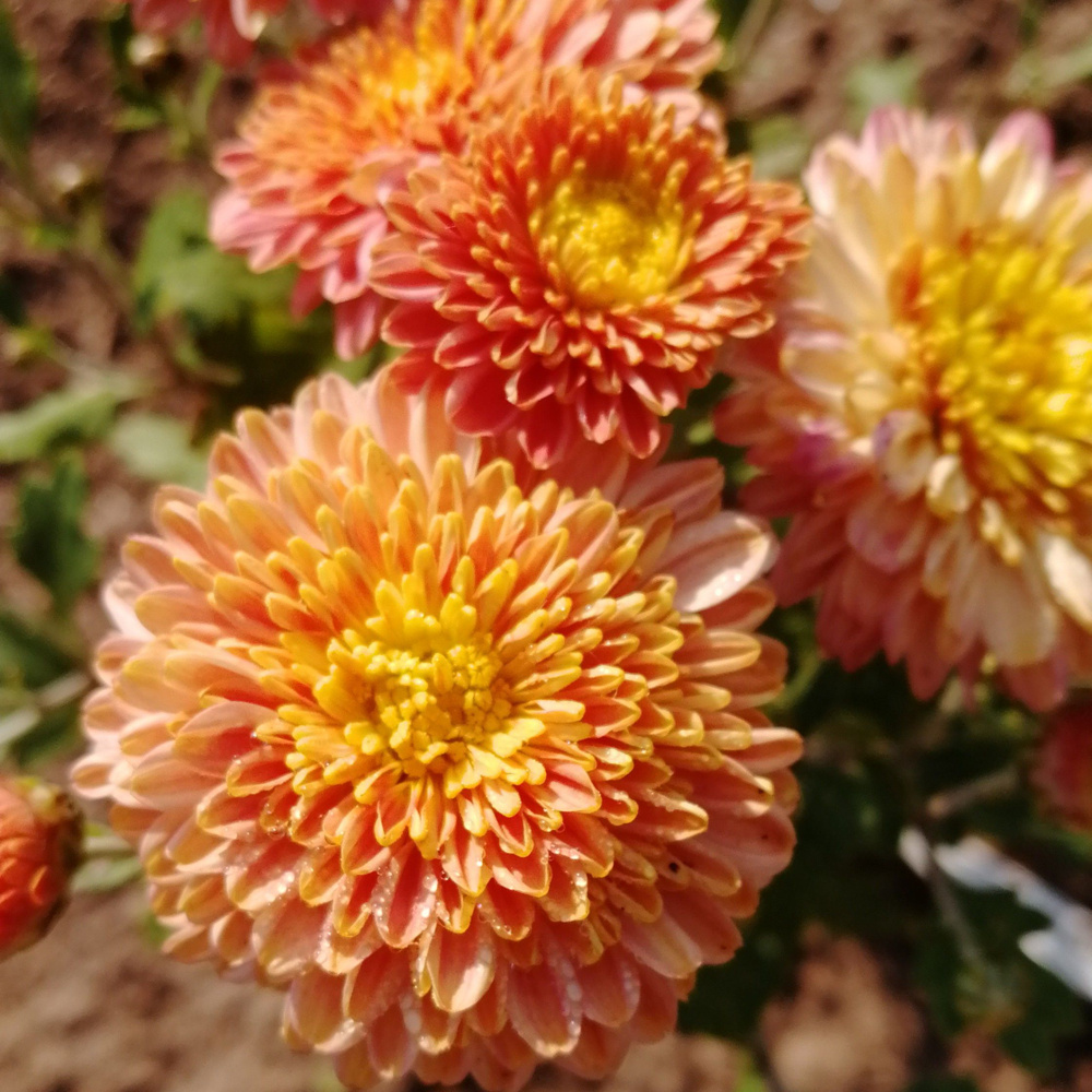 Хризантема корейская Терра Росса, саженцы в горшке 0,5л - купить с ...