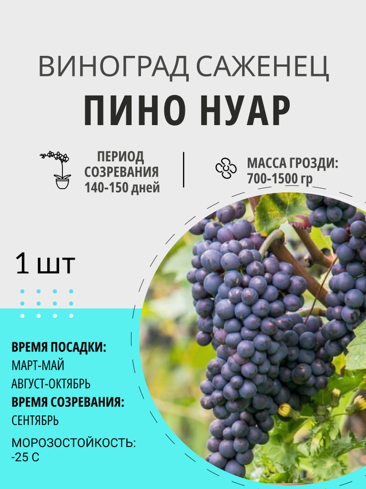 Саженец винограда киш миш, красный, синий, зеленый, многолетние ягодные кустарники  #1