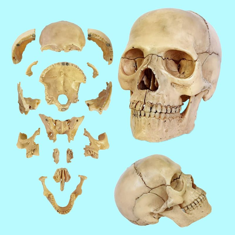 Анатомическая модель человеческого черепа, съемная модель черепа, разделенная на 15 частей  #1