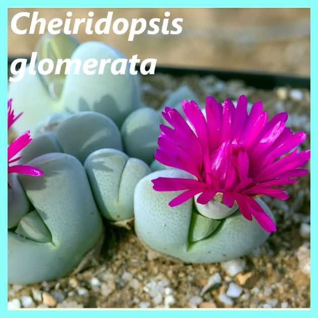 Семена Хейридопсис - Cheiridopsis glomerata (10 шт.) #1